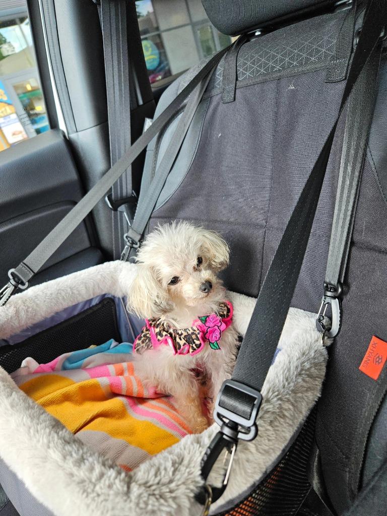 Enlarge Cookie(Crumb), a Adoptable Poodle in El Cajon, CA image 4/6