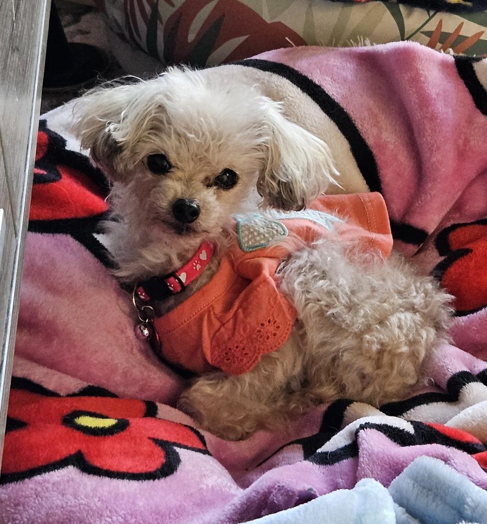 Enlarge Cookie(Crumb), a Adoptable Poodle in El Cajon, CA image 5/6