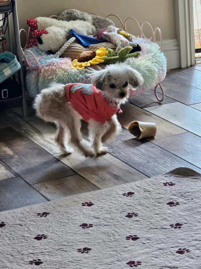 Enlarge Cookie(Crumb), a Adoptable Poodle in El Cajon, CA image 6/6