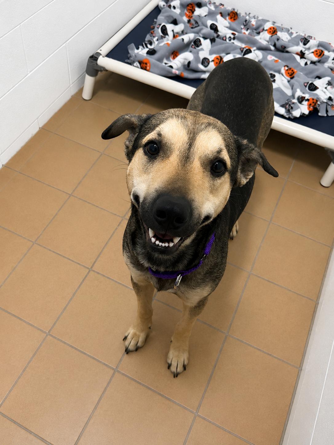 Enlarge Zola, an adopted mixed breed in Sault Sainte Marie, MI image 1/1