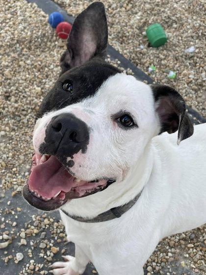 Oreo, Adoptable, Young Male Pit Bull Terrier & Mixed Breed.