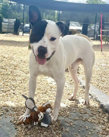 Enlarge Oreo, a Adoptable mixed breed in Chesapeake, VA image 2/3