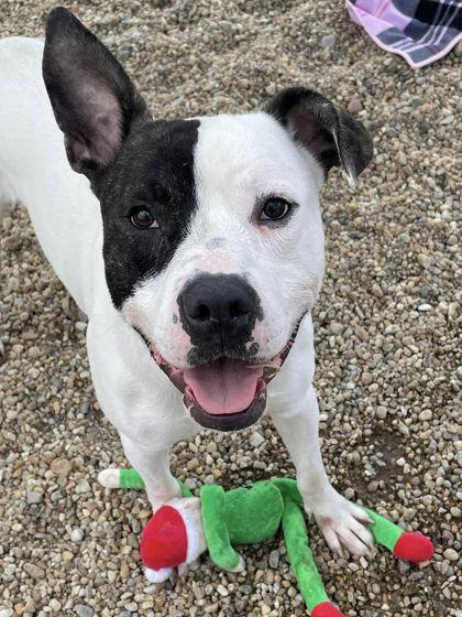 Enlarge Oreo, a Adoptable mixed breed in Chesapeake, VA image 3/3