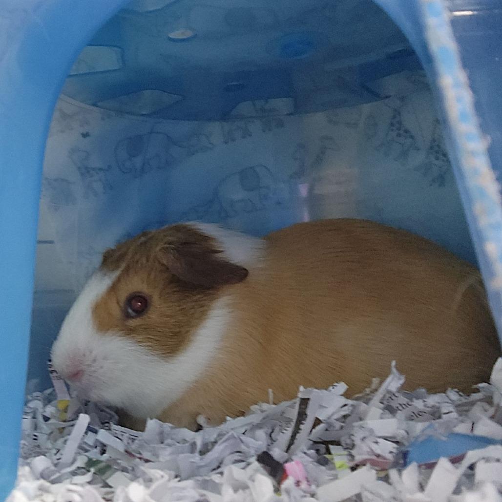 Enlarge Rose, a Adoptable Guinea Pig in Grand Rapids, MI image 1/1