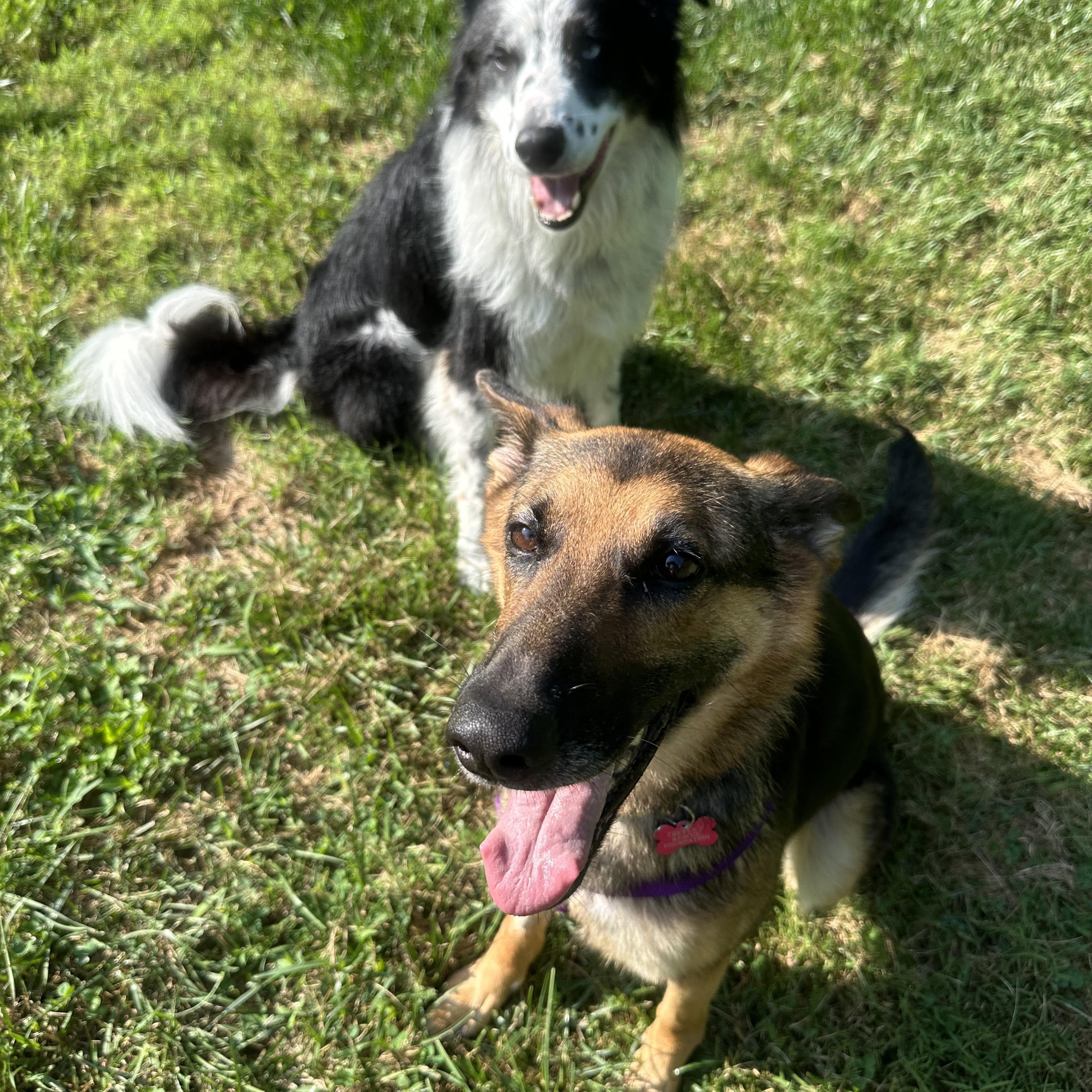 Zorua, ADOPTABLE, Young Female German Shepherd Dog.