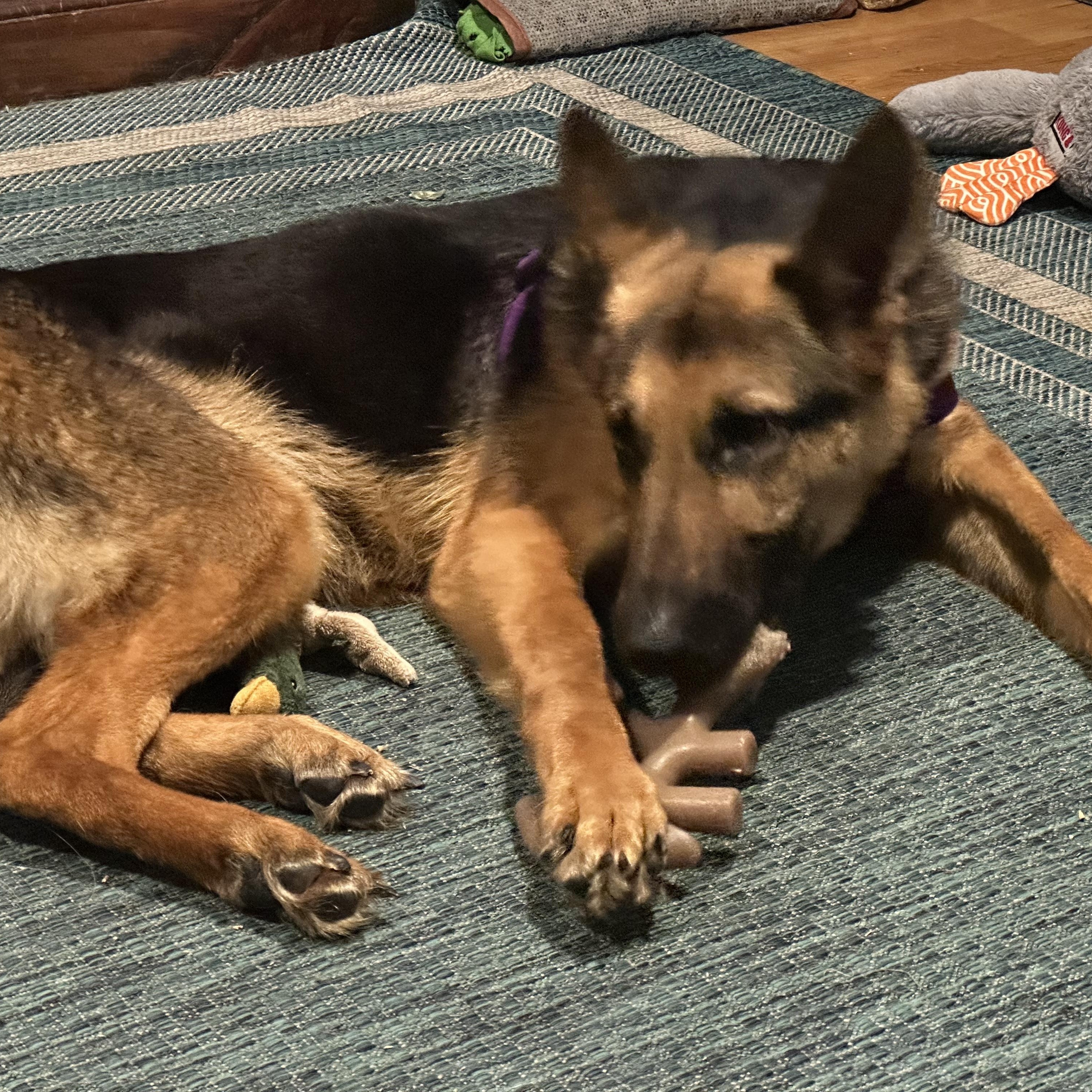 Enlarge Zorua, a ADOPTABLE German Shepherd Dog in Bear, DE image 4/6