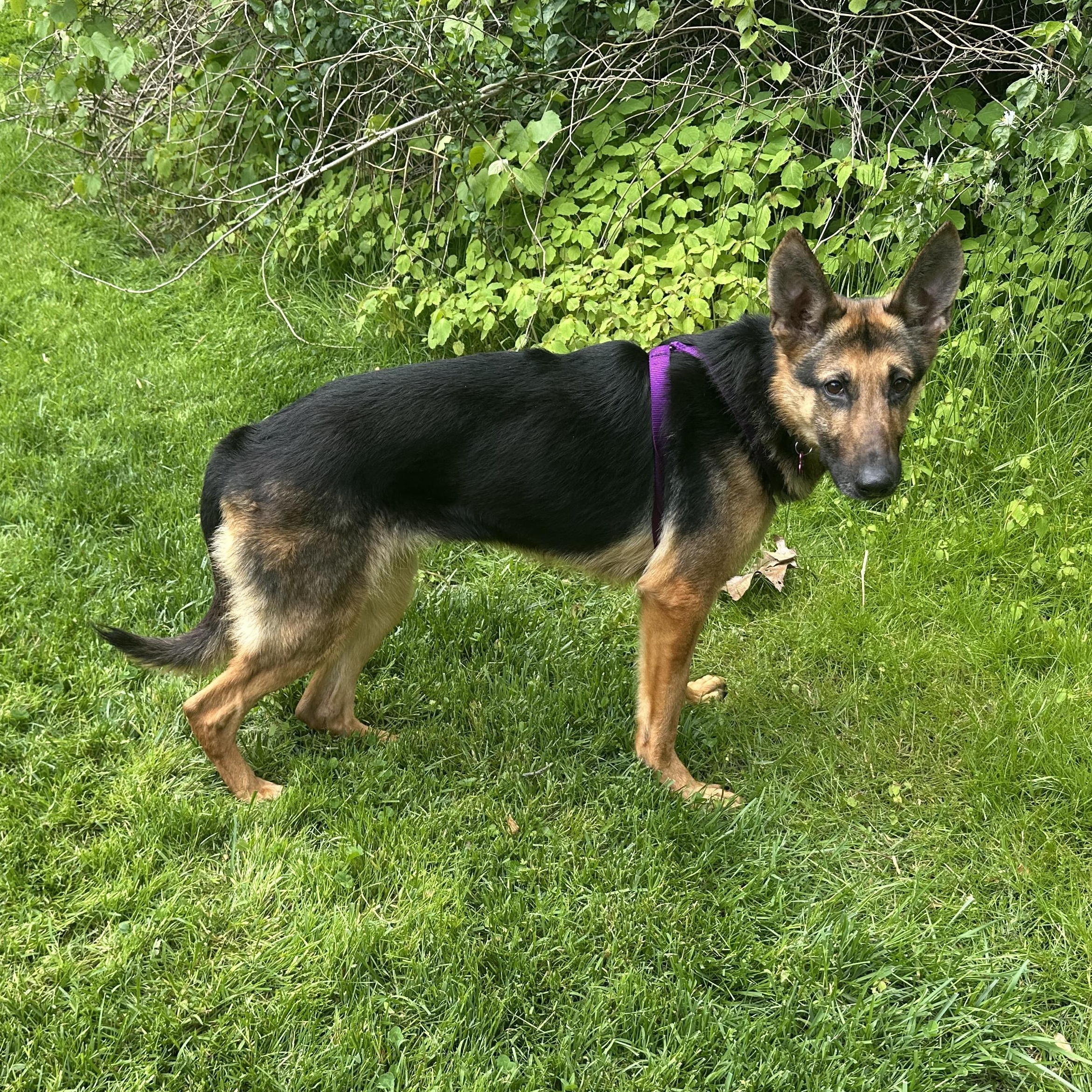Enlarge Zorua, a ADOPTABLE German Shepherd Dog in Bear, DE image 2/6