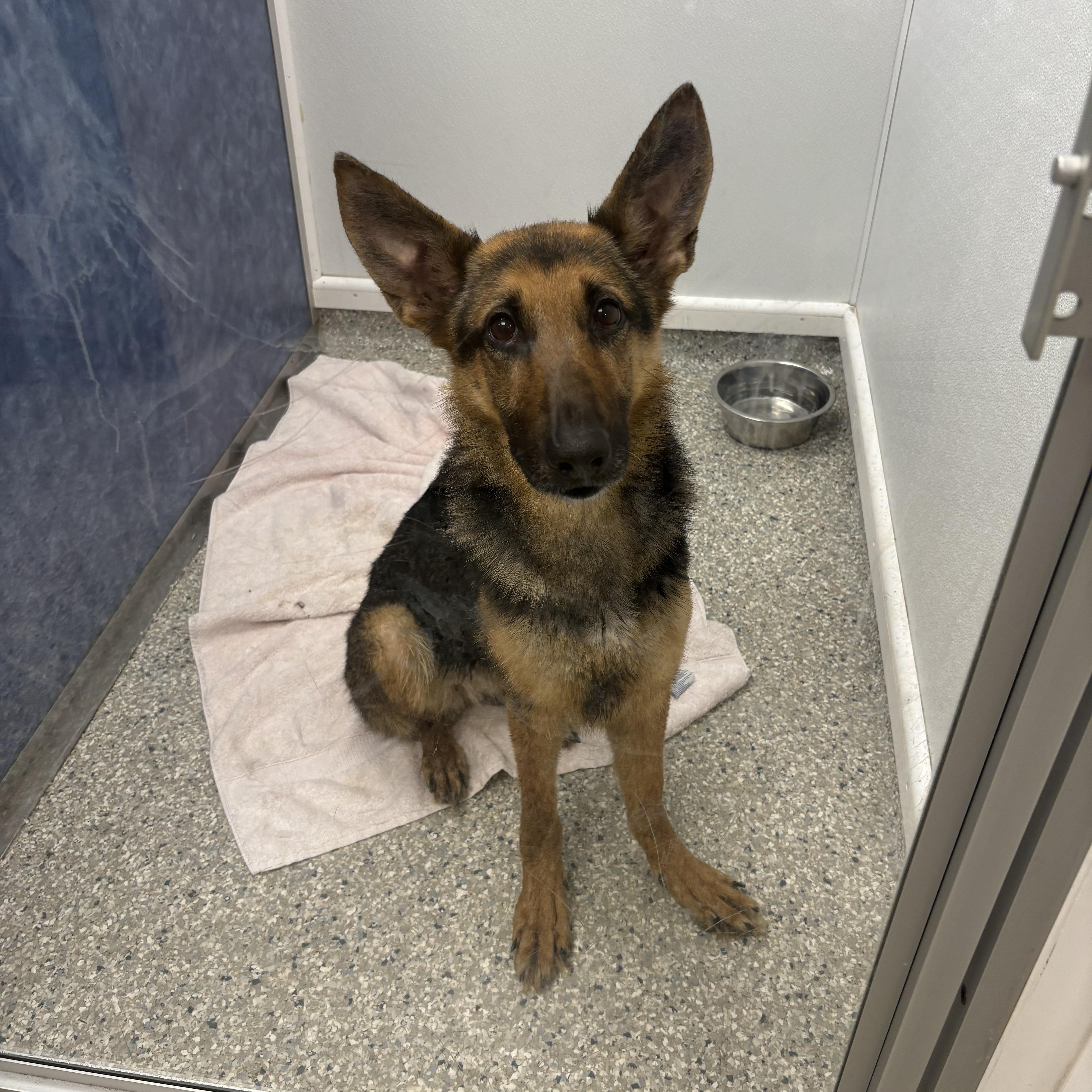 Enlarge Zorua, a ADOPTABLE German Shepherd Dog in Bear, DE image 3/6
