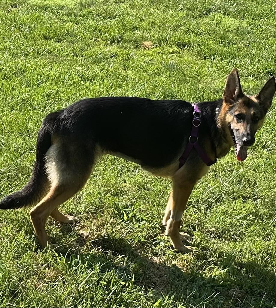 Enlarge Zorua, a ADOPTABLE German Shepherd Dog in Bear, DE image 6/6