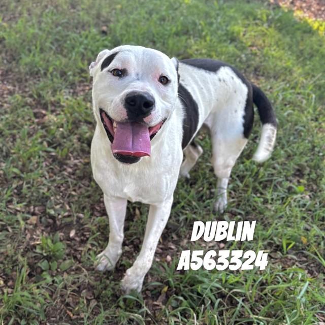 DUBLIN, Adoptable, Adult Male Pit Bull Terrier.