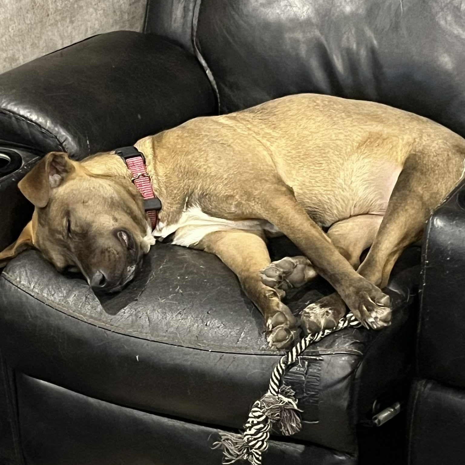Enlarge Gina, a Adoptable mixed breed in Maumee, OH image 6/6