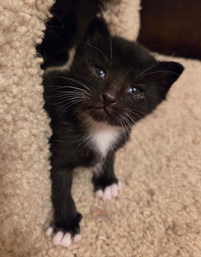 Enlarge Oreo, a Adoptable mixed breed in Muskegon, MI image 1/4