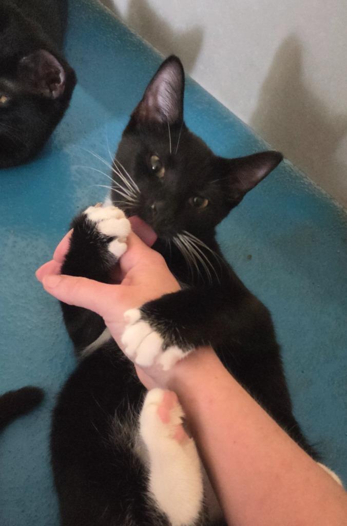 Enlarge Oreo, a Adoptable mixed breed in Muskegon, MI image 2/4