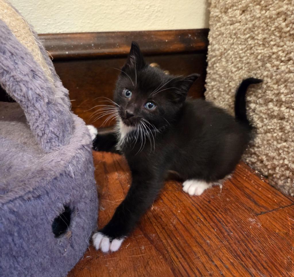 Enlarge Oreo, a Adoptable mixed breed in Muskegon, MI image 4/4