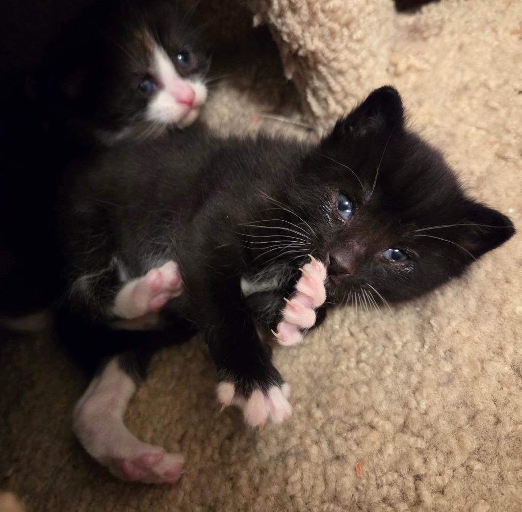 Enlarge Oreo, a Adoptable mixed breed in Muskegon, MI image 4/4