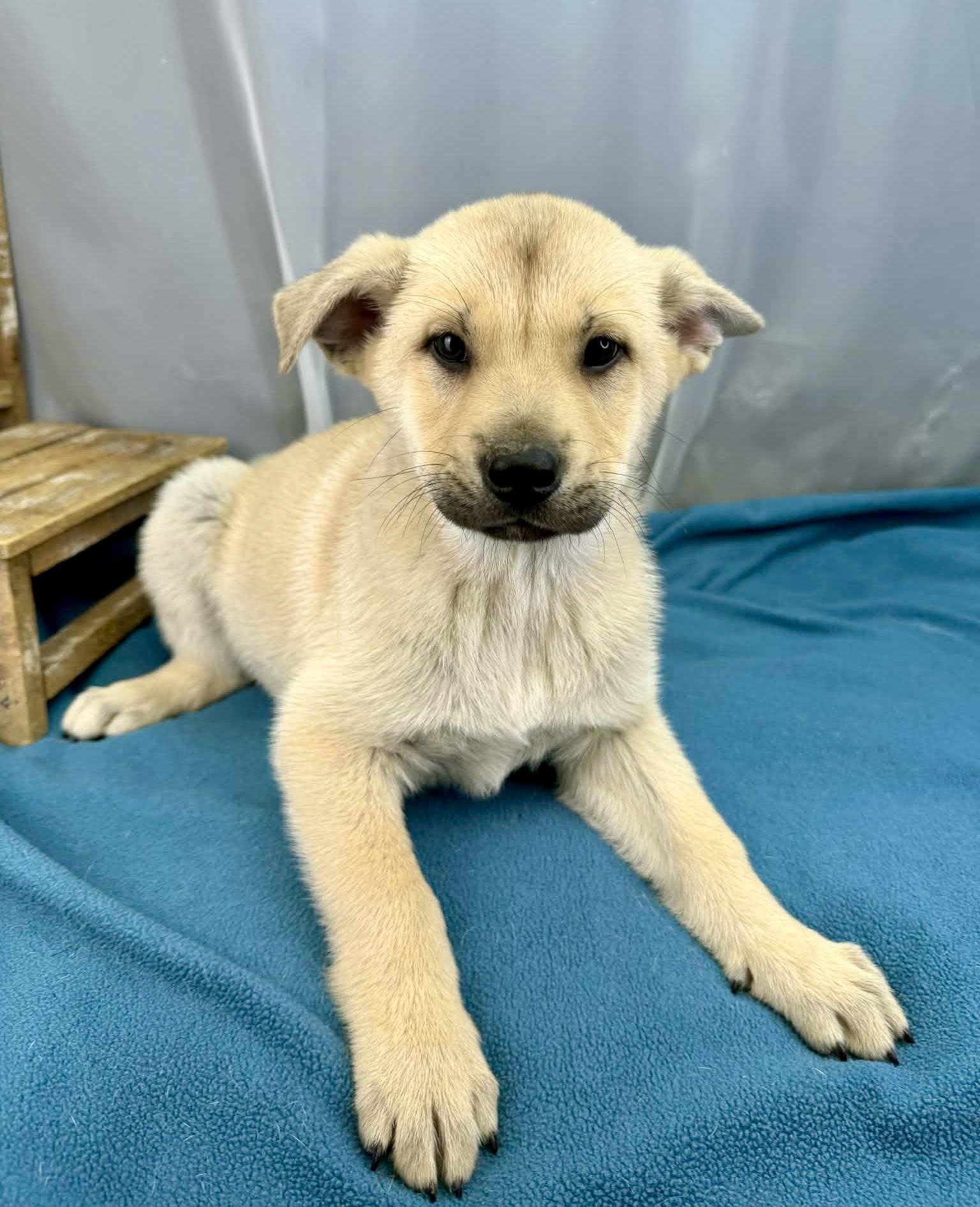 Enlarge Oakley, an adopted mixed breed in Southfield , MI image 2/6