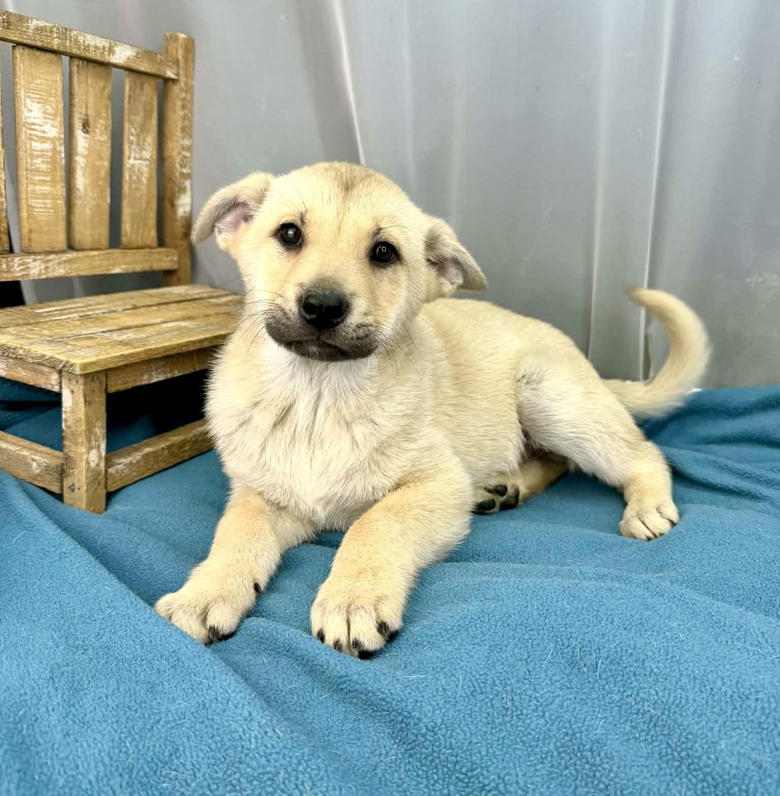 Enlarge Oakley, an adopted mixed breed in Southfield , MI image 1/6