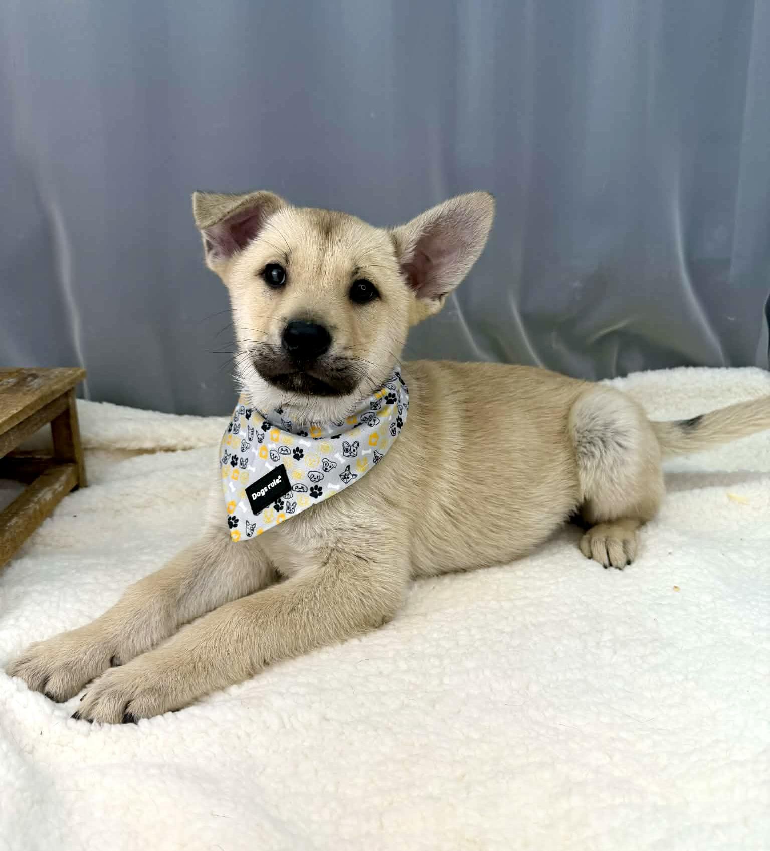 Enlarge Oakley, an adopted mixed breed in Southfield , MI image 4/6