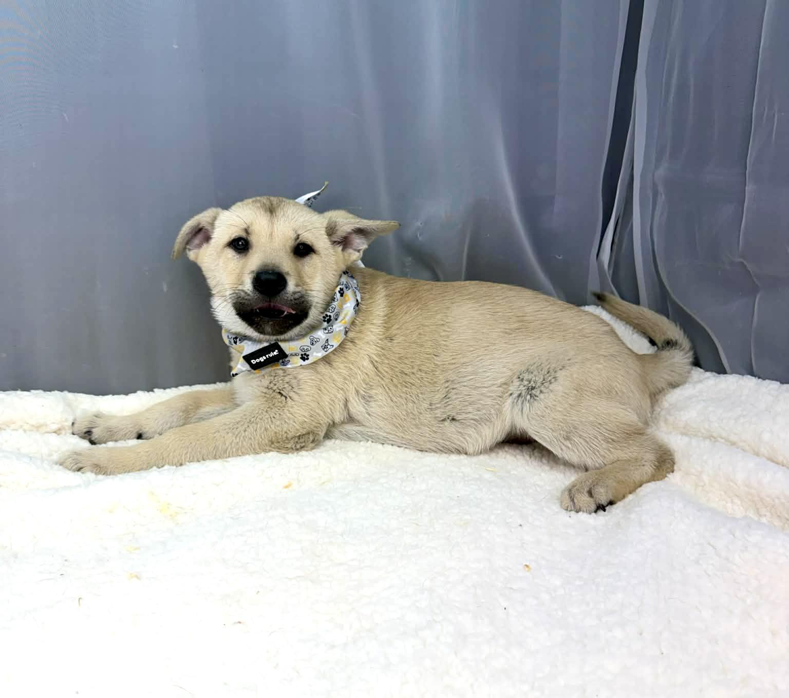 Enlarge Oakley, an adopted mixed breed in Southfield , MI image 5/6