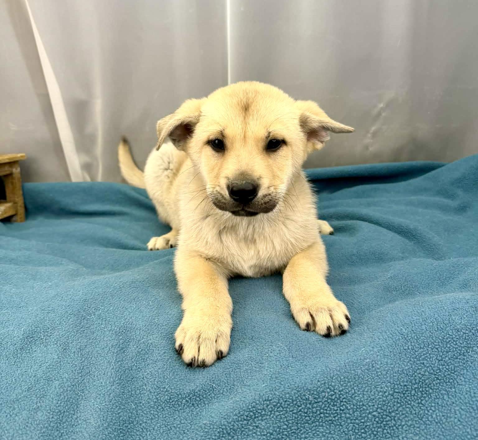 Enlarge Oakley, an adopted mixed breed in Southfield , MI image 6/6