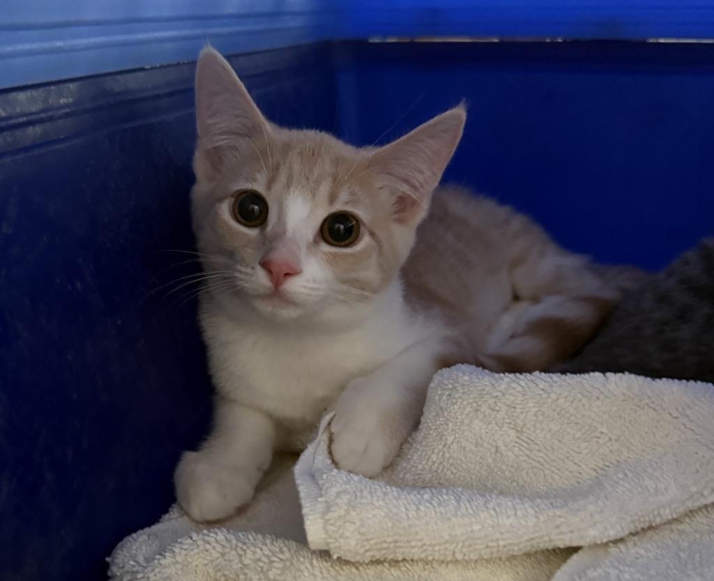Enlarge Chrissy, a Adopted mixed breed in Lemoore, CA image 1/1