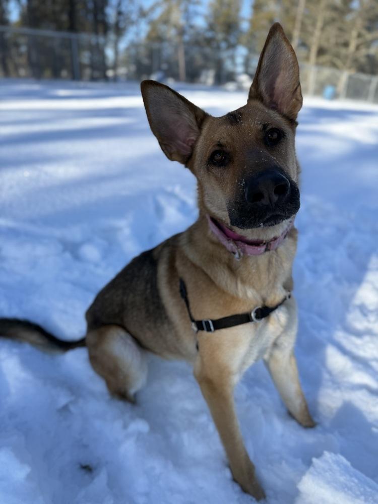 Suki, Adoptable, Adult Female German Shepherd Dog & Mixed Breed.