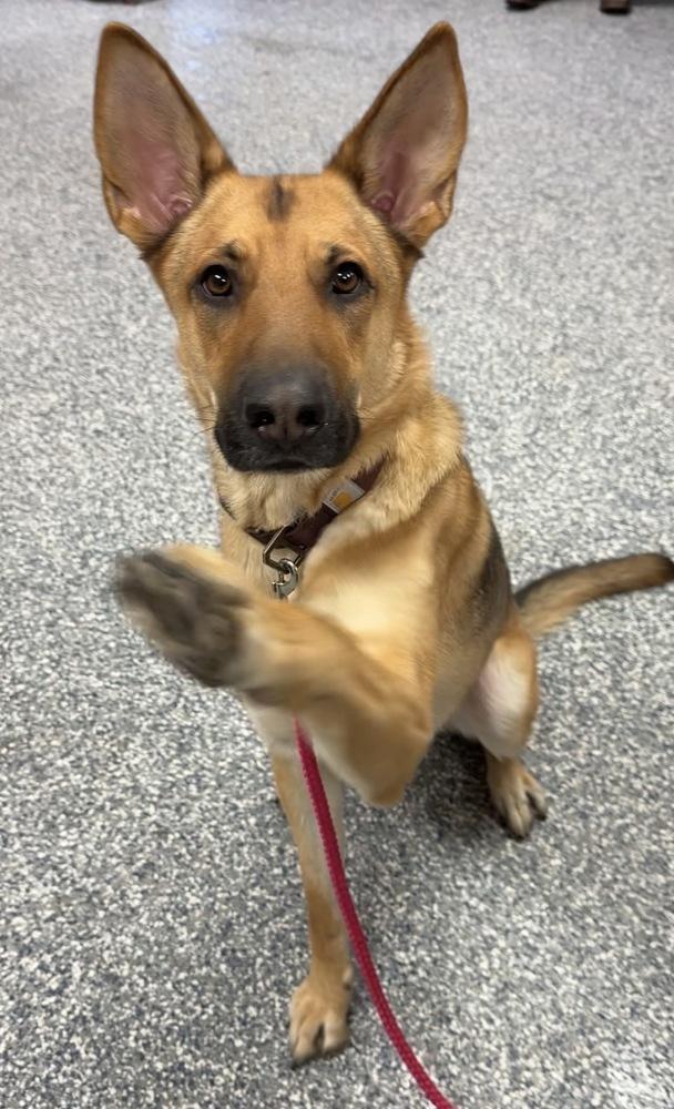 Enlarge Suki, a Adoptable mixed breed in Bemidji, MN image 2/6