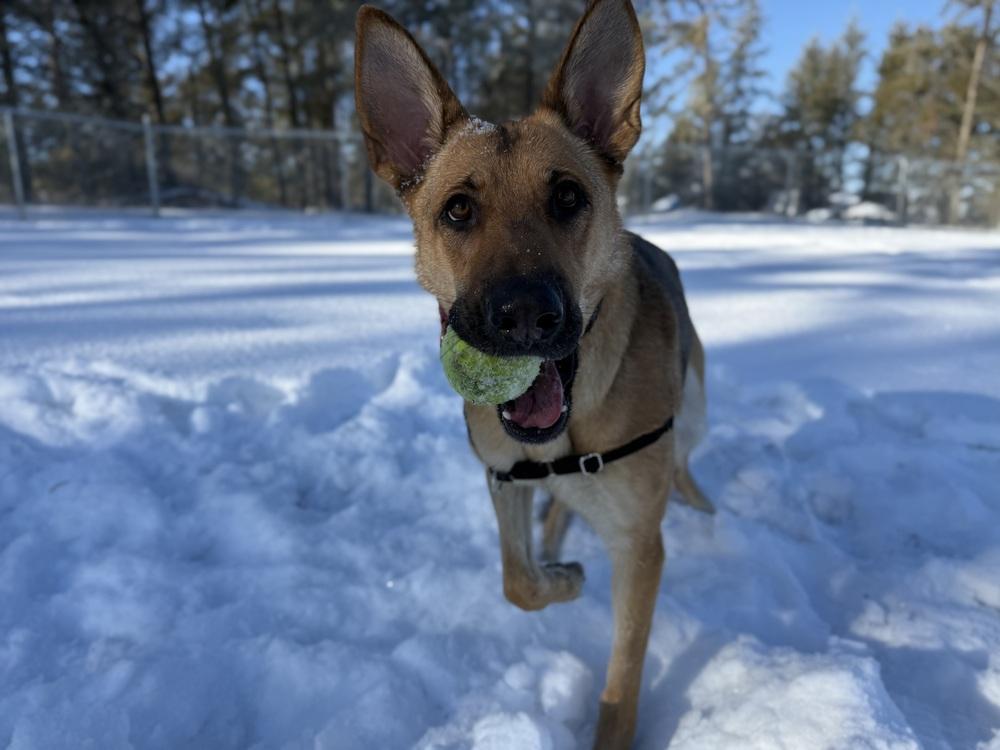 Enlarge Suki, a Adoptable mixed breed in Bemidji, MN image 5/6