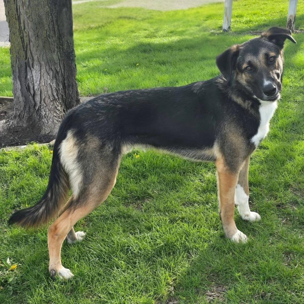 Filip, Adoptable, Young Male Mixed Breed.