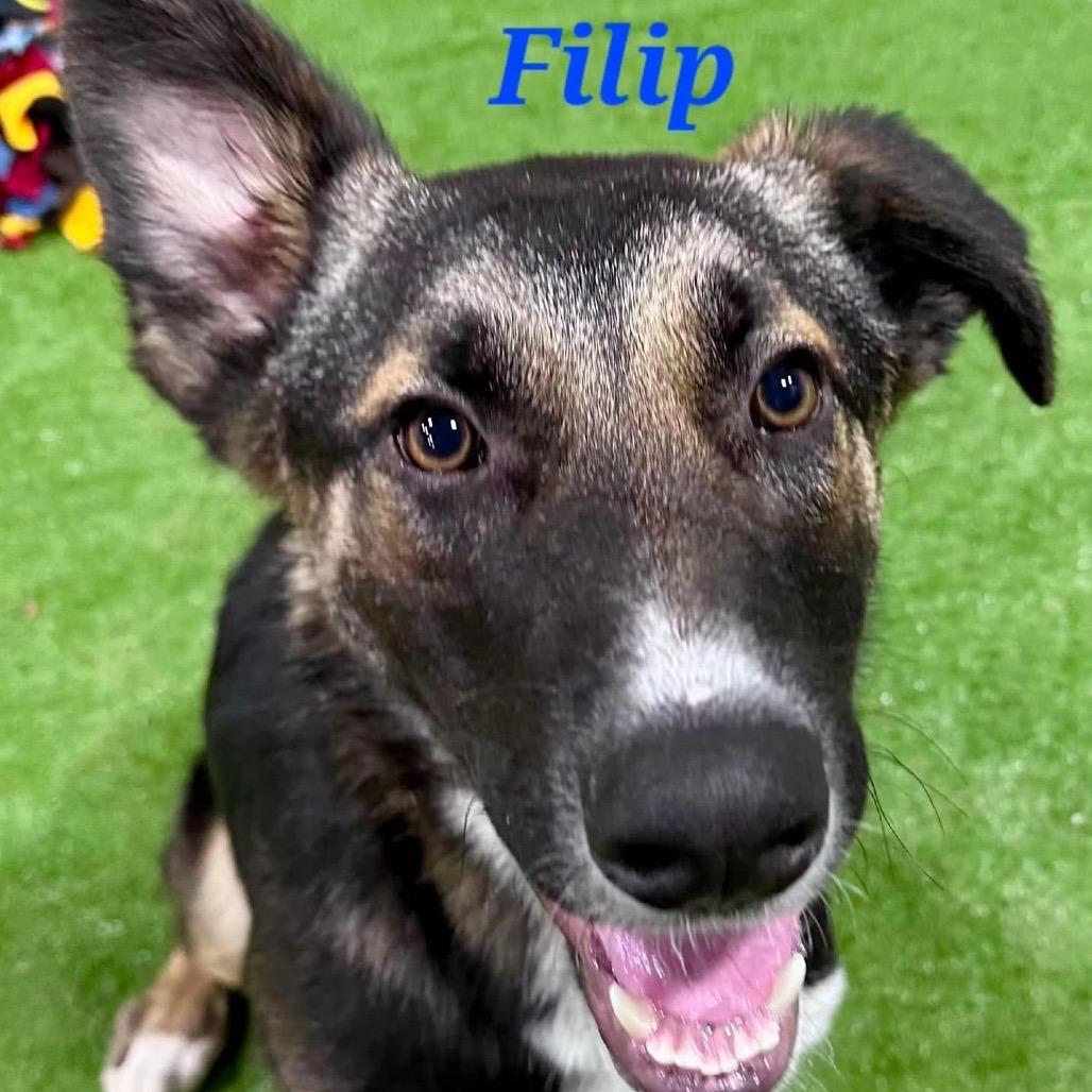 Filip, a Adoptable Mixed Breed in Joliet, IL image 3/4