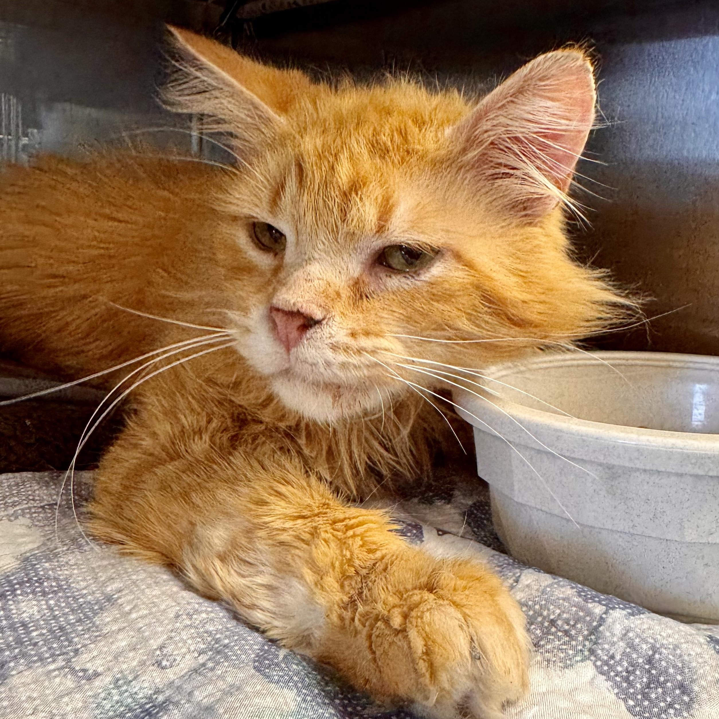 Andrews, adoptable, Adult Male Domestic Long Hair.