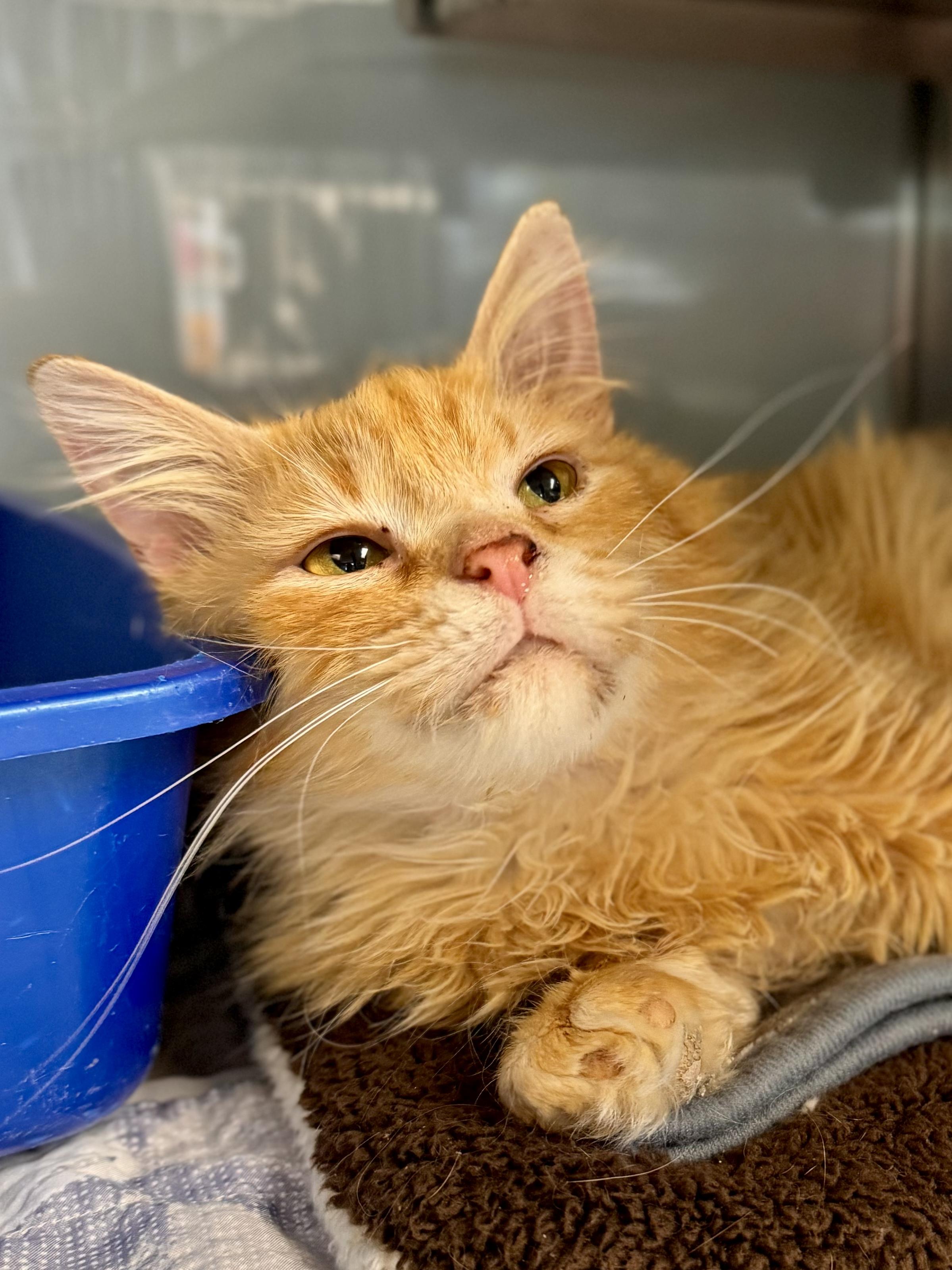 Enlarge Andrews, an adoptable Domestic Long Hair in Midland, MI image 3/4