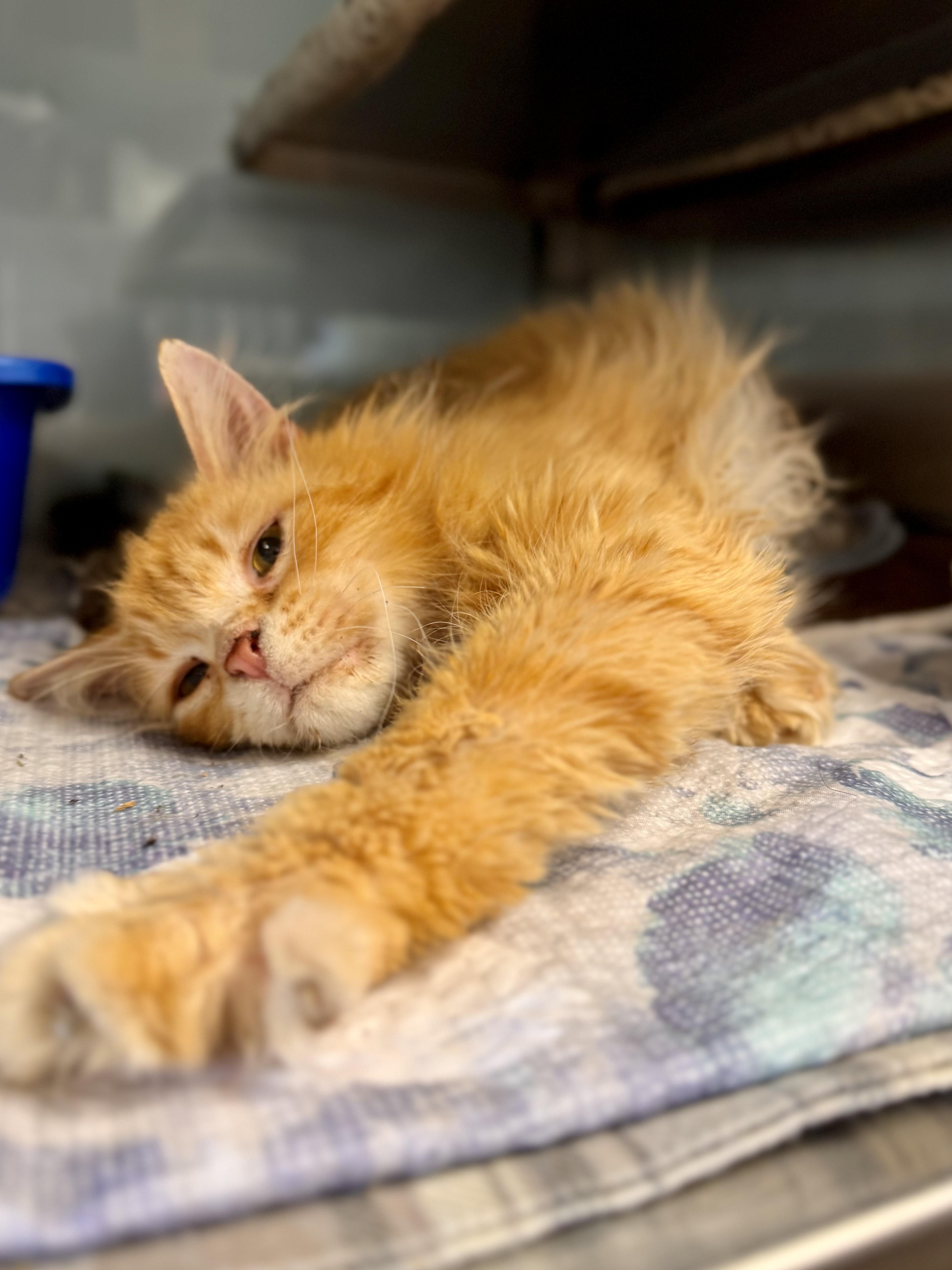 Enlarge Andrews, an adoptable Domestic Long Hair in Midland, MI image 4/4