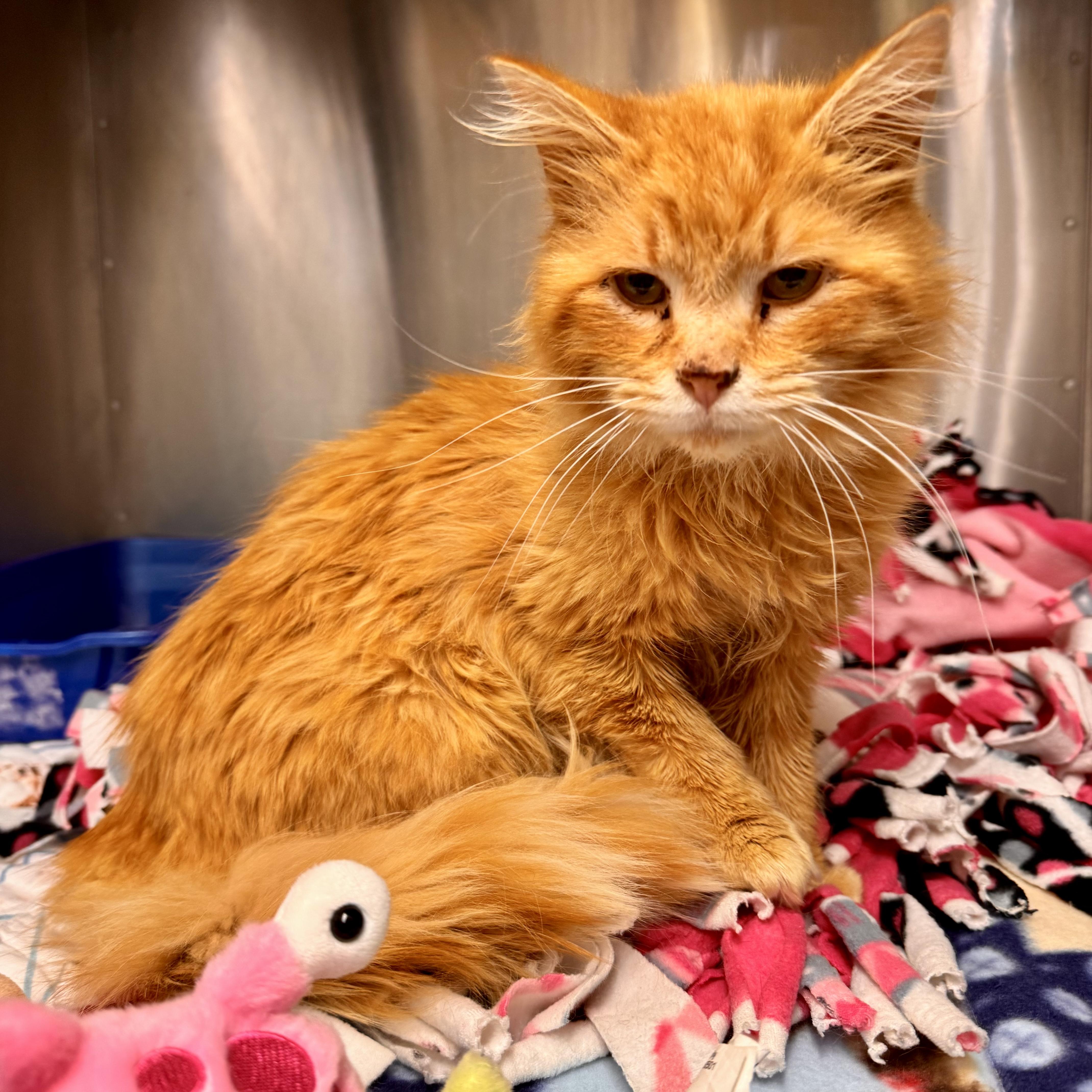 Enlarge Andrews, an adoptable Domestic Long Hair in Midland, MI image 2/4