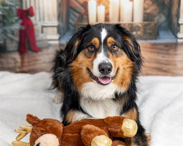 VEGETA, Adoptable, Young Male Australian Shepherd.