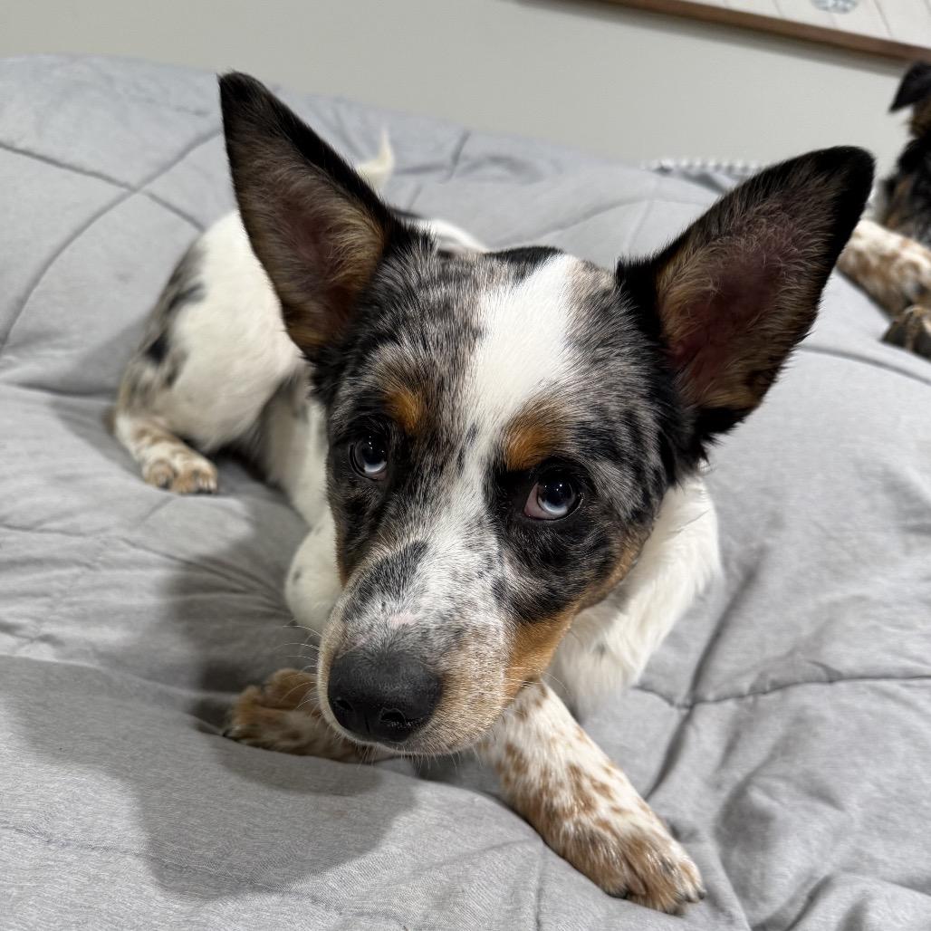 Luke - Dukes of Hazzard Litter, Adoptable, Puppy Male Australian Shepherd & Australian Cattle Dog / Blue Heeler.