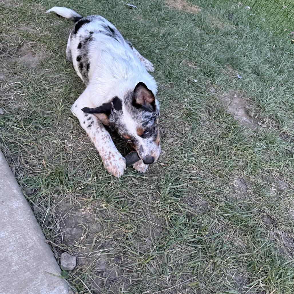 Enlarge Luke - Dukes of Hazzard Litter, a Adoptable mixed breed in Festus, MO image 2/5