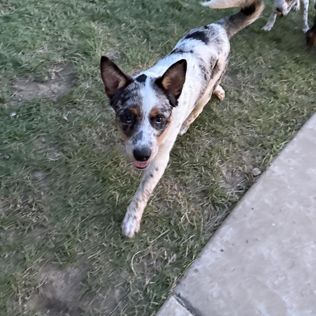 Enlarge Luke - Dukes of Hazzard Litter, a Adoptable mixed breed in Festus, MO image 3/5