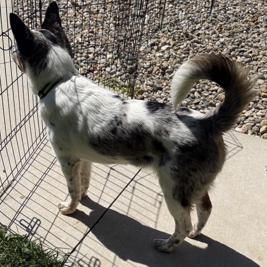 Enlarge Luke - Dukes of Hazzard Litter, a Adoptable mixed breed in Festus, MO image 4/5