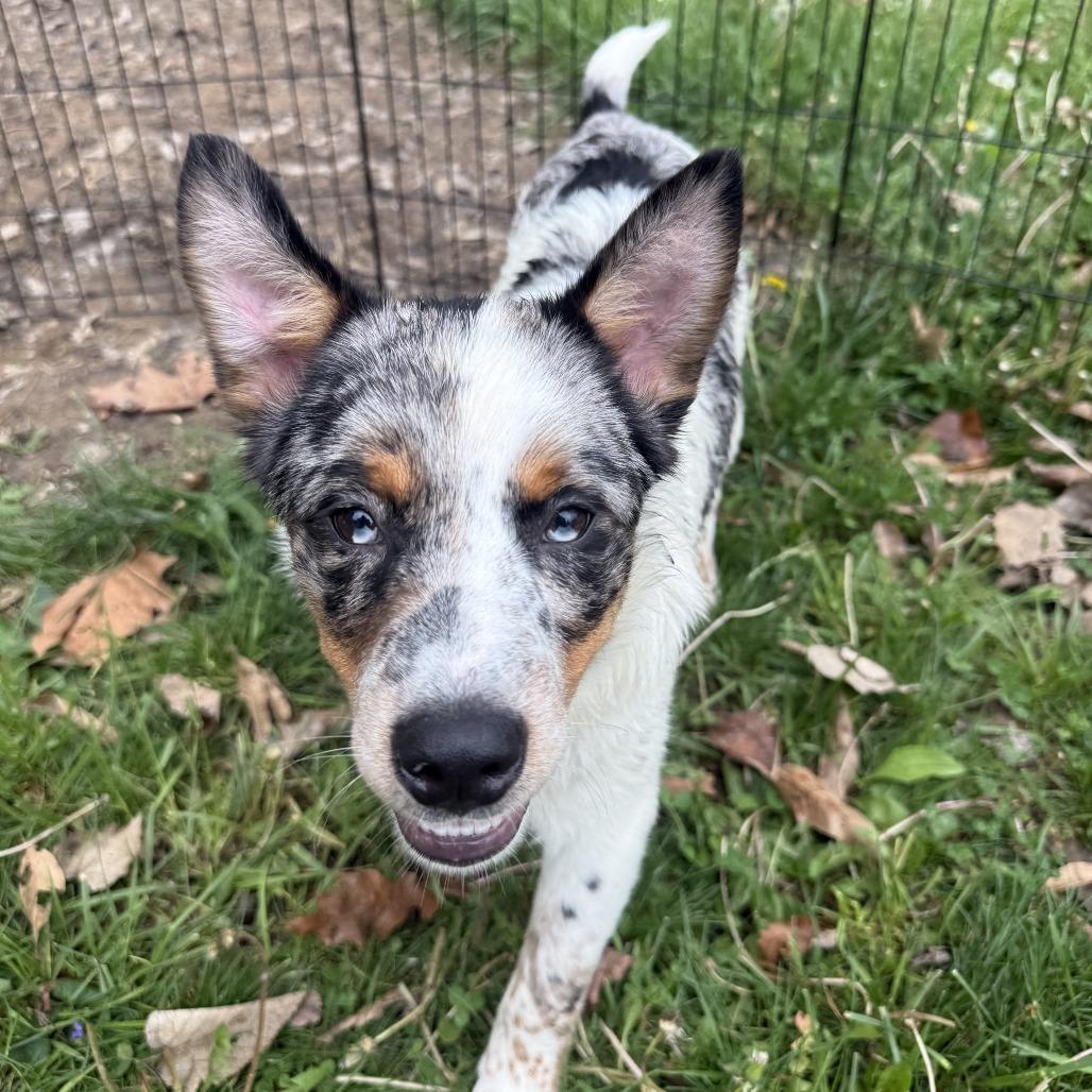 Enlarge Luke - Dukes of Hazzard Litter, a Adoptable mixed breed in Festus, MO image 5/5