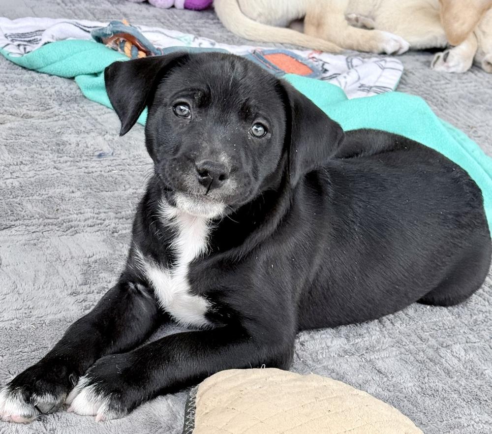 Enlarge Jack, a Adoptable mixed breed in Wildomar, CA image 1/3