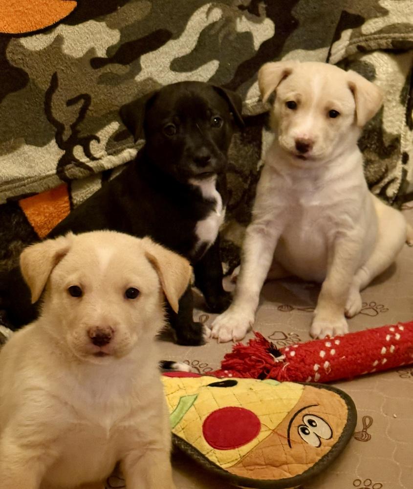 Enlarge Jack, a Adoptable mixed breed in Wildomar, CA image 2/3