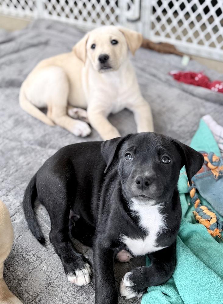 Enlarge Jack, a Adoptable mixed breed in Wildomar, CA image 3/3