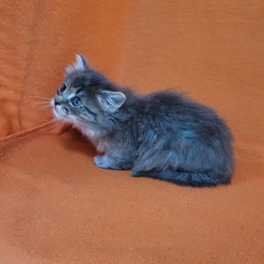 Johnny, Adoptable, Kitten Male Domestic Long Hair.