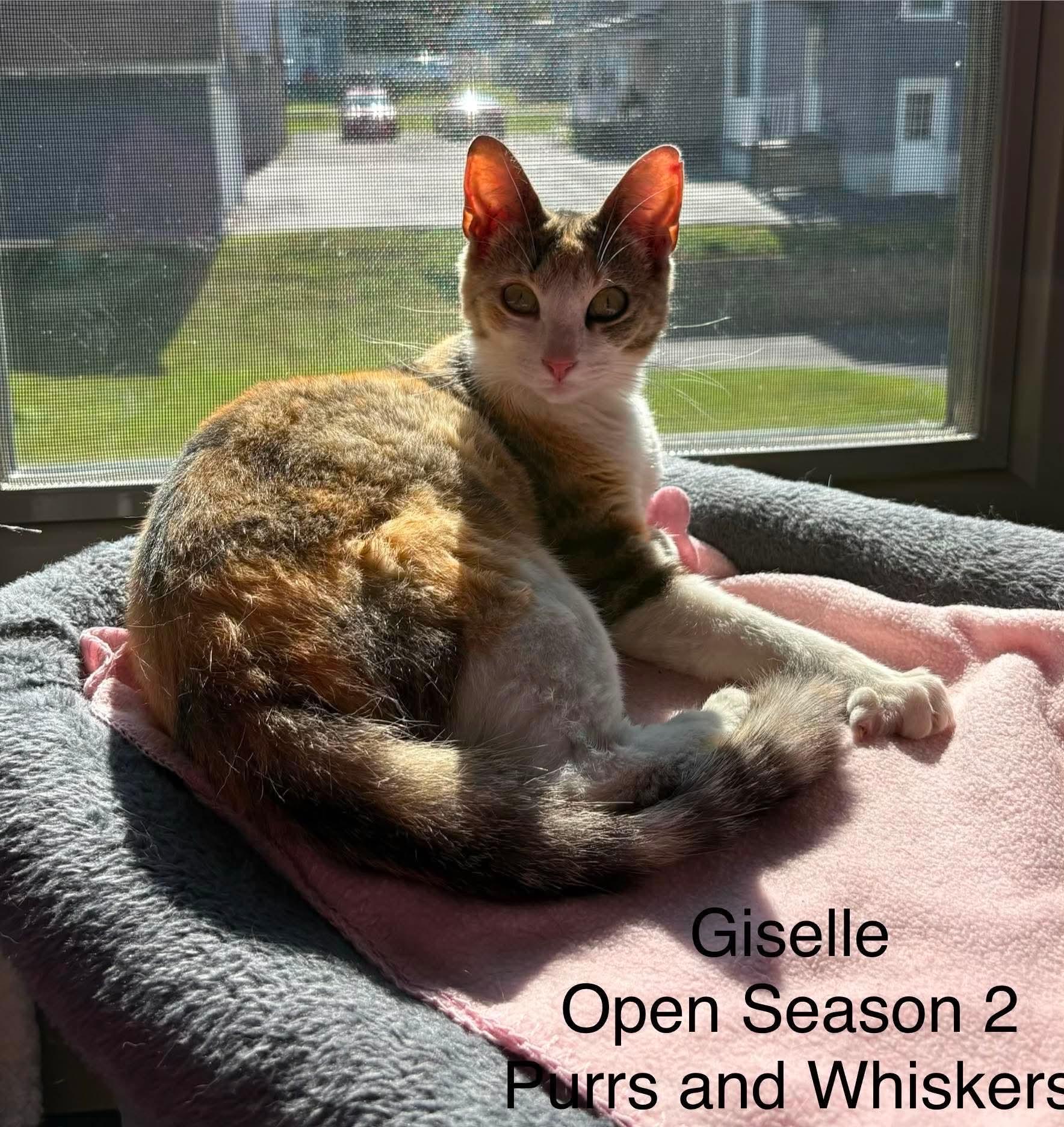 Giselle, ADOPTABLE, Young Female Domestic Short Hair.