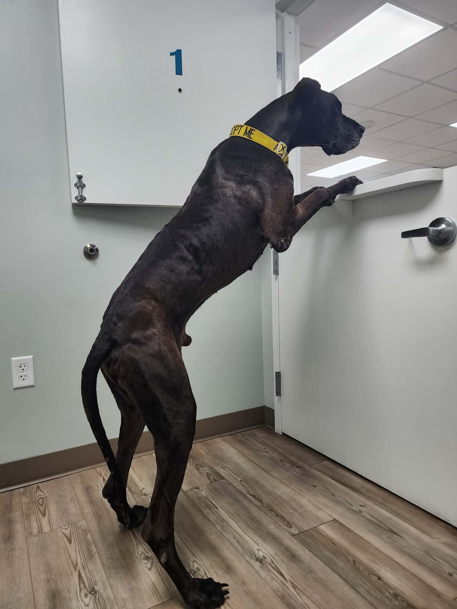 Enlarge Nash, an adoptable Great Dane in Pensacola, FL image 2/5