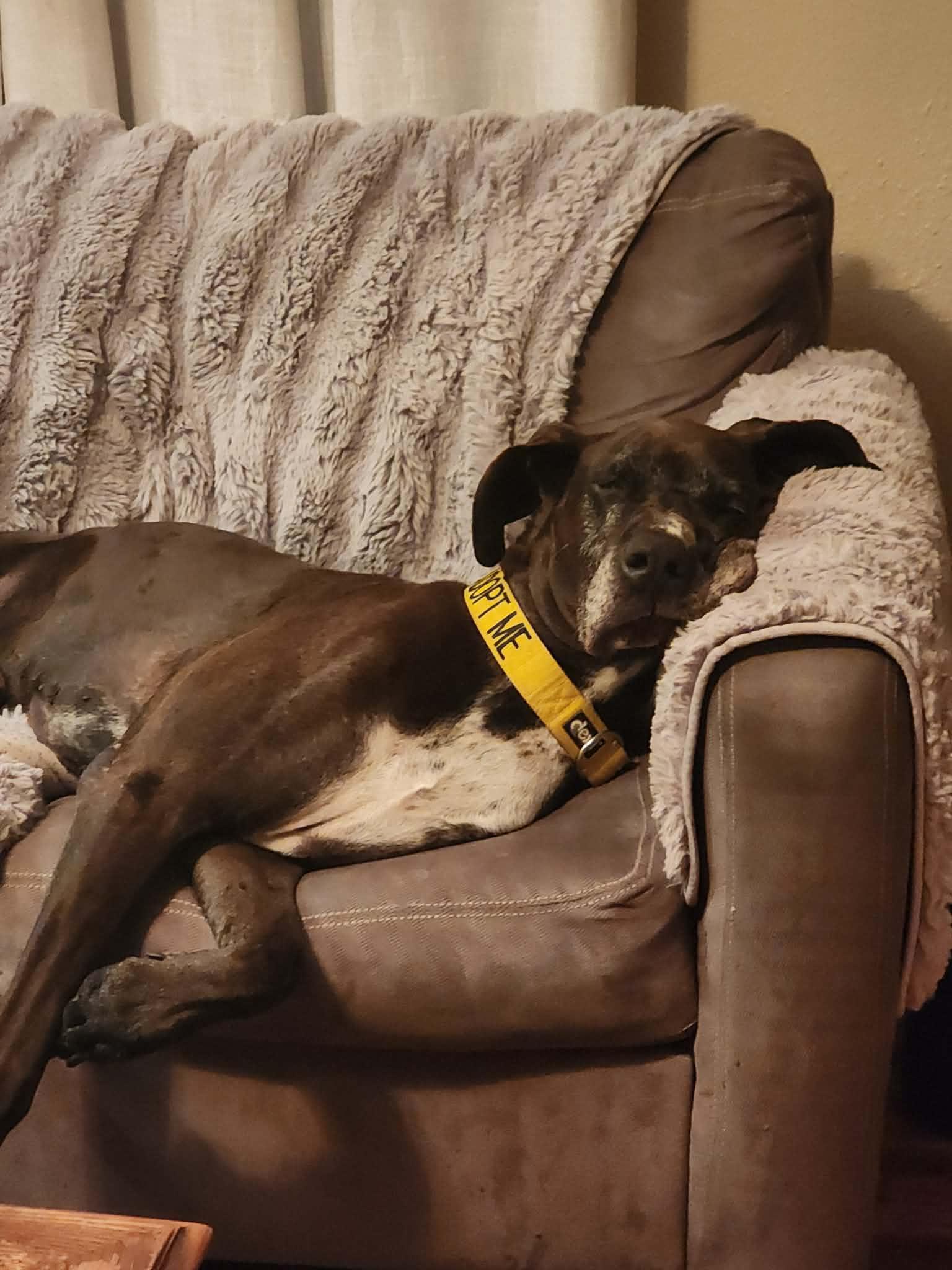 Enlarge Nash, an adoptable Great Dane in Pensacola, FL image 3/5