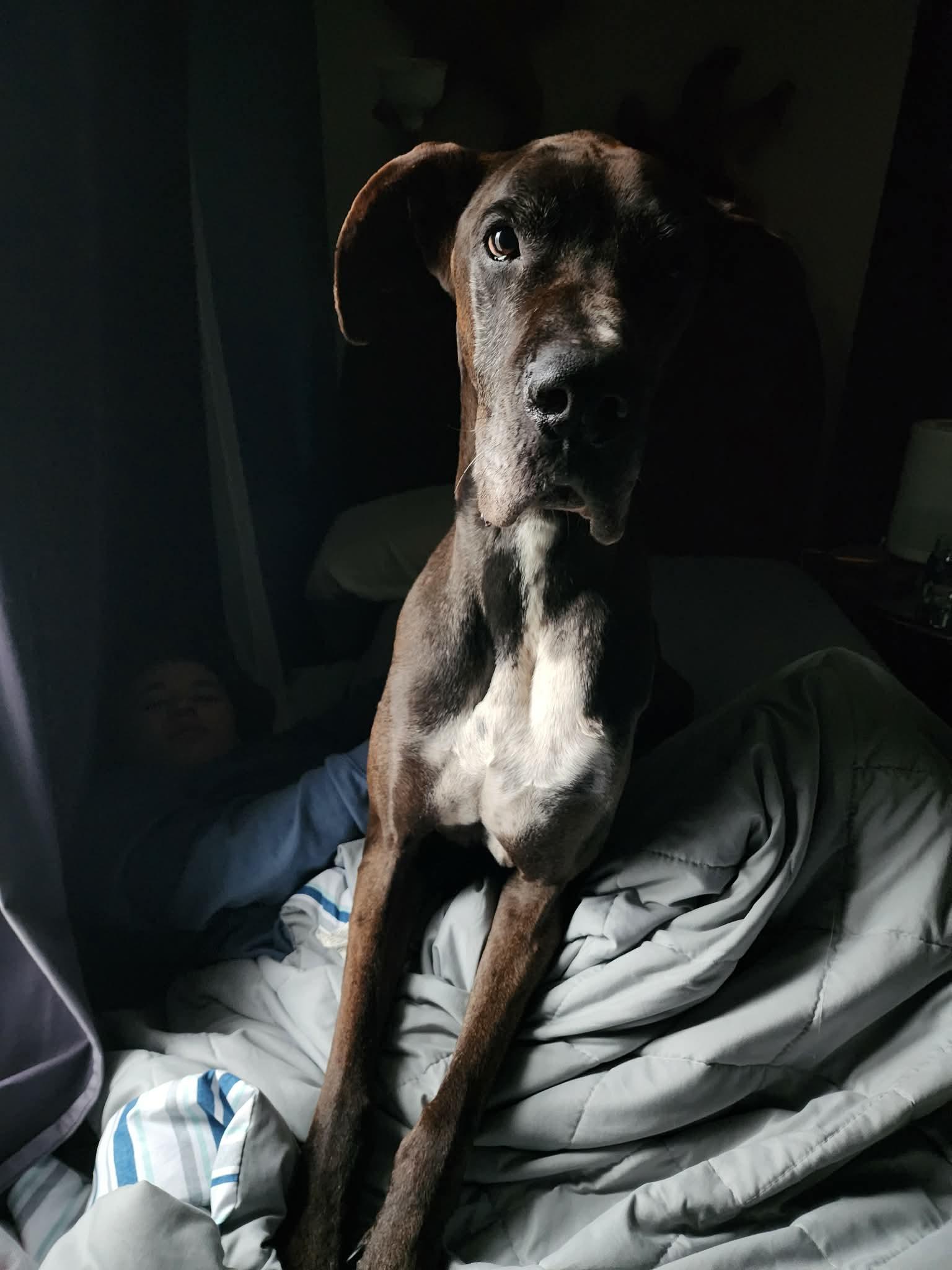 Enlarge Nash, an adoptable Great Dane in Pensacola, FL image 5/5