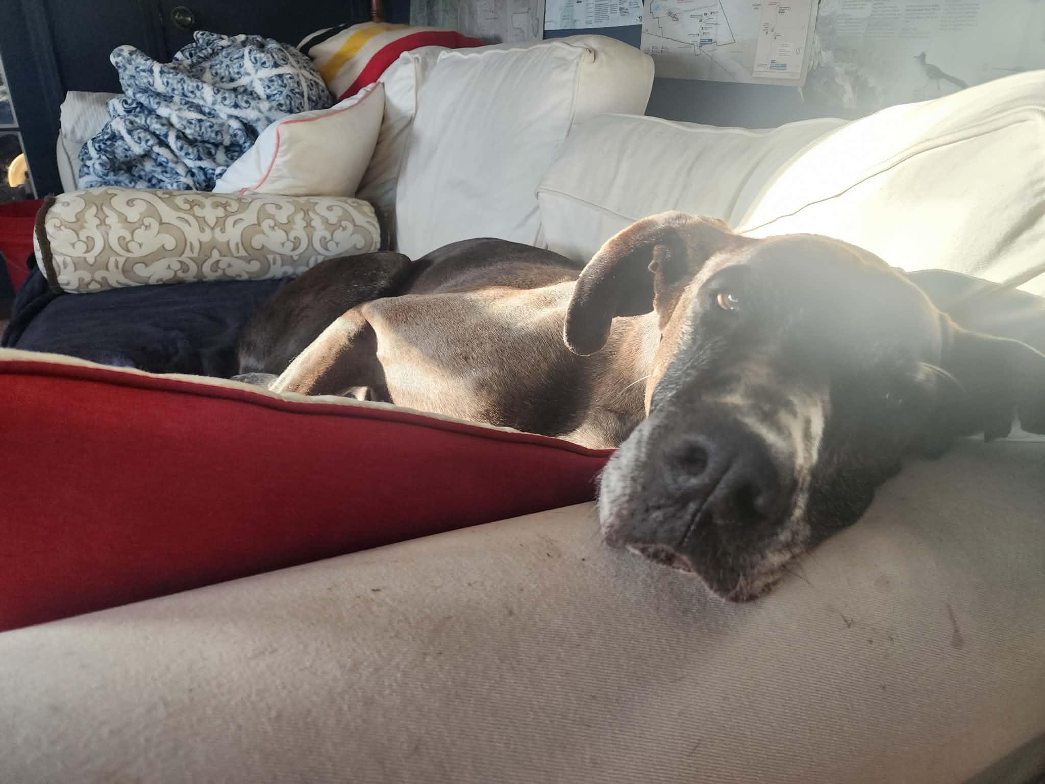 Enlarge Nash, an adoptable Great Dane in Pensacola, FL image 4/5