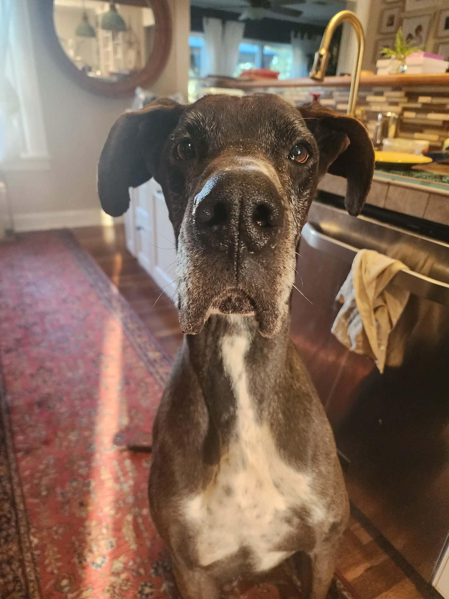 Nash, adoptable, Senior Male Great Dane.